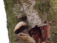 Jynx torquilla 12, Draaihals, Saxifraga-Hans Dekker