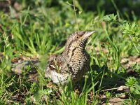 Jynx torquilla 15, Draaihals, Saxifraga-Hans Dekker