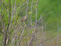 Jynx torquilla 59, Draaihals, Saxifraga-Tom Heijnen