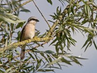 Lanius collurio 45, Grauwe klauwier, Saxifraga-Mark Zekhuis
