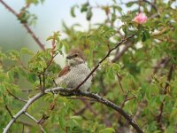 Lanius collurio 84, Grauwe klauwier, Saxifraga-Mark Zekhuis