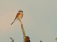 Lanius collurio 85, Grauwe klauwier, Saxifraga-Mark Zekhuis