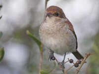 Lanius collurio 90, Grauwe klauwier, Saxifraga-Tom Heijnen