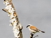 Lanius collurio 97, Grauwe klauwier, adult, male, Saxifraga-Theo Verstrael