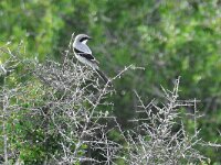 Lanius meridionalis 3, Iberische klapekster, Saxifraga-Tom Heijnen