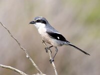 Lanius meridionalis 9, Iberische klapekster, Saxifraga-Bart Vastenhouw