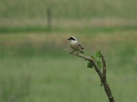 Lanius minor 4, Kleine klapekster, Saxifraga-Henk Sierdsema