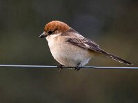 Lanius senator 17, Roodkopklauwier, Saxifraga-Bart Vastenhouw