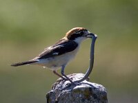 Lanius senator 21, Roodkopklauwier, Saxifraga-Bart Vastenhouw
