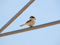 Lanius senator 22, Roodkopklauwier, Saxifraga-Ed Stikvoort : Quarteira