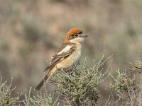 Lanius senator 23, Roodkopklauwier, female, Saxifraga-Bart Heijne