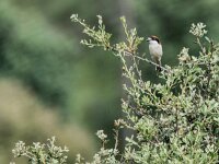 Lanius senator 25, Roodkopklauwier, adult, Saxifraga-Theo Verstrael