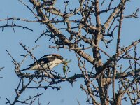 Lanius senator 26, Roodkopklauwier, adult, Saxifraga-Theo Verstrael