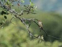 Lanius senator 30, Roodkopklauwier, adult, Saxifraga-Theo Verstrael