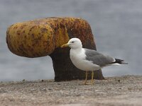 Larus cachinnans 10, Pontische meeuw, Saxifraga-Luc Hoogenstein