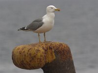Larus cachinnans 11, Pontische meeuw, Saxifraga-Luc Hoogenstein