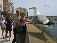 Larus cachinnans 14, Pontische meeuw, Saxifraga-Rob Felix : Animalia, Aves, Chordata, animal, bird, dier, dieren, gewervelde dieren, vertebraat, vertebrate, vogel, vogels