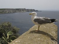 Larus cachinnans 15, Pontische meeuw, Saxifraga-Rob Felix : Animalia, Aves, Chordata, animal, bird, dier, dieren, gewervelde dieren, vertebraat, vertebrate, vogel, vogels