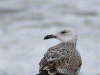 Larus cachinnans 16, Pontische meeuw, Saxifraga-Peter Meininger