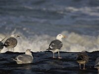 Larus cachinnans 19, Pontische Meeuw, Saxifraga-Peter Meininger