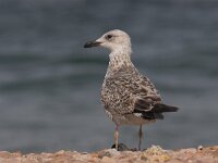Larus cachinnans 2, Pontische meeuw, juvenile, Saxifraga-Luc Hoogenstein