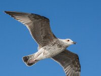 Larus cachinnans 26, Pontische meeuw, 2e kj, Saxifraga-Theo Verstrael