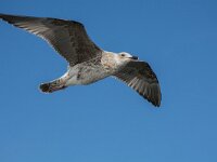 Larus cachinnans 27, Pontische meeuw, 2e kj, Saxifraga-Theo Verstrael