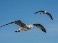 Larus cachinnans 28, Pontische meeuw, 2e kj, Saxifraga-Theo Verstrael