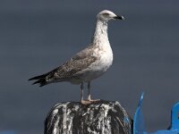 Larus cachinnans 3, Pontische meeuw, juvenile, Saxifraga-Luc Hoogenstein