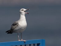 Larus cachinnans 4, Pontische meeuw, juvenile, Saxifraga-Luc Hoogenstein