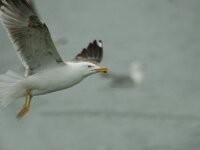 Larus cachinnans 8, Pontische meeuw, Saxifraga-Jan van der Straaten