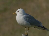 Larus canus 37, Stormmeeuw, Saxifraga-Jan van der Straaten