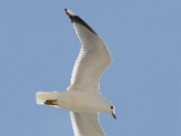 Larus canus 43, Stormmeeuw, Saxifraga-Bart Vastenhouw