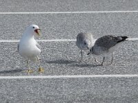 Larus canus 54, Stormmeeuw, Saxifraga-Willem van Kruijsbergen