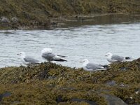Larus canus 55, Stormmeeuw, Saxifraga-Willem van Kruijsbergen