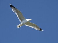 Larus canus 56, Stormmeeuw, Saxifraga-Willem van Kruijsbergen