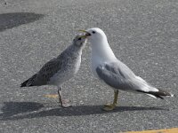 Larus canus 79, Stormmeeuw, Saxifraga-Willem van Kruijsbergen