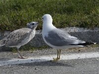 Larus canus 80, Stormmeeuw, Saxifraga-Willem van Kruijsbergen