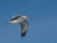 Larus canus 82, Stormmeeuw, 2e kj, Saxifraga-Theo Verstrael