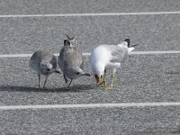 Larus canus 85, Stormmeeuw, Saxifraga-Willem van Kruijsbergen