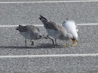Larus canus 86, Stormmeeuw, Saxifraga-Willem van Kruijsbergen
