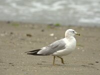 Larus delawarensis 5, Ringsnavelmeeuw, adult, Saxifraga-Theo Verstrael