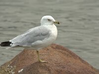 Larus delawarensis 6, Ringsnavelmeeuw, adult, Saxifraga-Theo Verstrael