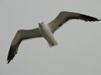 Larus fuscus 17, Kleine mantelmeeuw, Saxifraga-Willem van Kruijsbergen