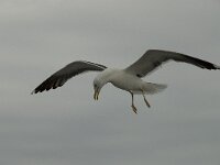 Larus fuscus 19, Kleine mantelmeeuw, Saxifraga-Willem van Kruijsbergen