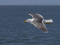 Larus fuscus 33, Kleine mantelmeeuw, Saxifraga-Rik Kruit