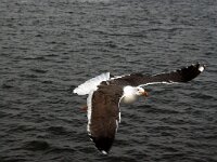 Larus fuscus 4, Kleine mantelmeeuw, Saxifraga-Piet Munsterman