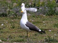 Larus fuscus 45, Kleine mantelmeeuw, Saxifraga-Henk Baptist