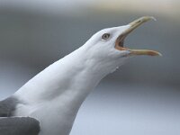 Larus fuscus 5, Kleine mantelmeeuw, adult, Saxifraga-Piet Munsterman