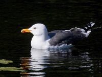 Larus fuscus 53, Kleine mantelmeeuw, Saxifraga-Bart Vastenhouw